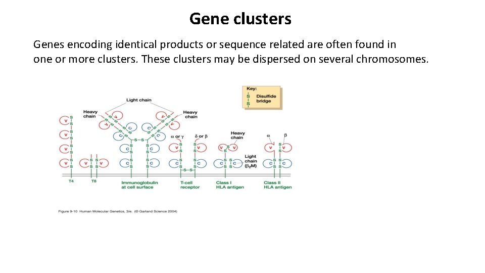 Gene clusters Genes encoding identical products or sequence related are often found in one