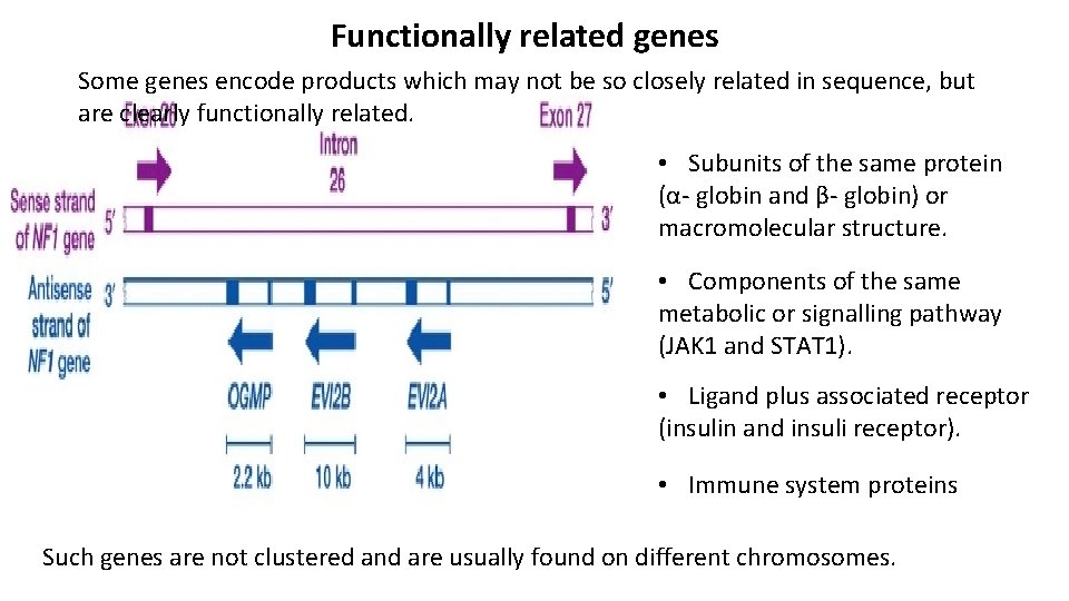 Functionally related genes Some genes encode products which may not be so closely related