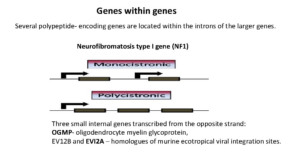 Genes within genes Several polypeptide- encoding genes are located within the introns of the