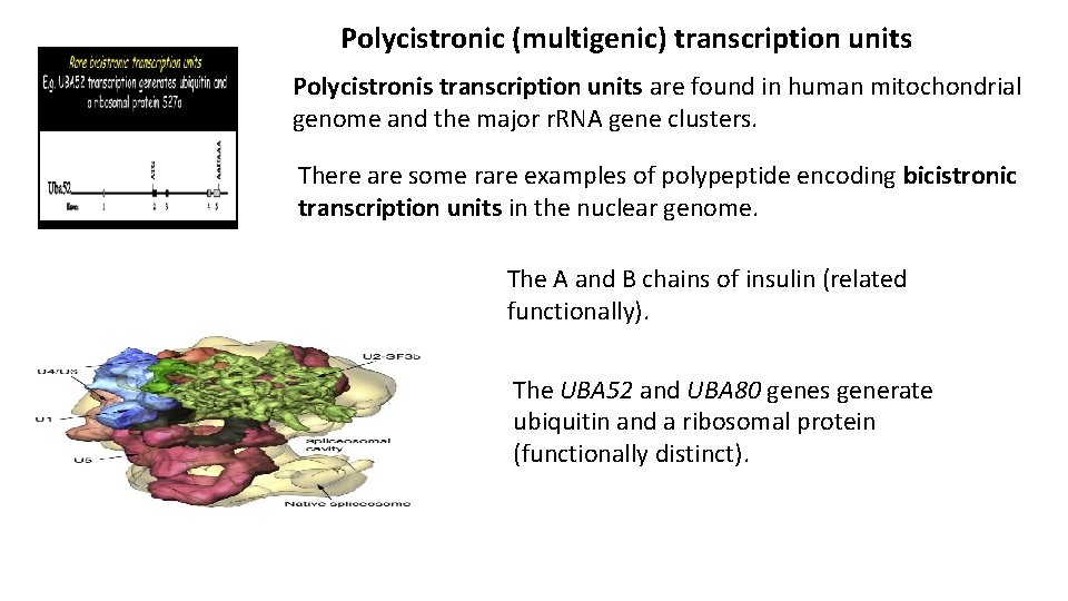 Polycistronic (multigenic) transcription units Polycistronis transcription units are found in human mitochondrial genome and