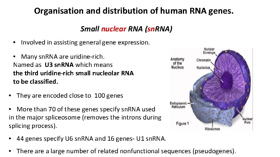 Organisation and distribution of human RNA genes. Small nuclear RNA (sn. RNA) • Involved