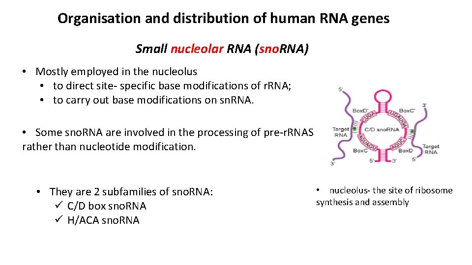Organisation and distribution of human RNA genes Small nucleolar RNA (sno. RNA) • Mostly