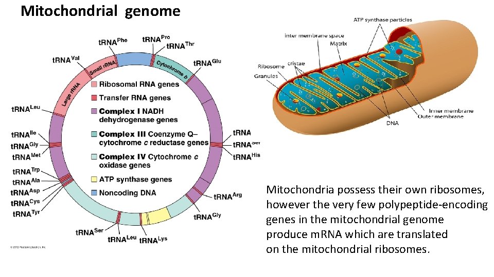 Mitochondrial genome Mitochondria possess their own ribosomes, however the very few polypeptide-encoding genes in