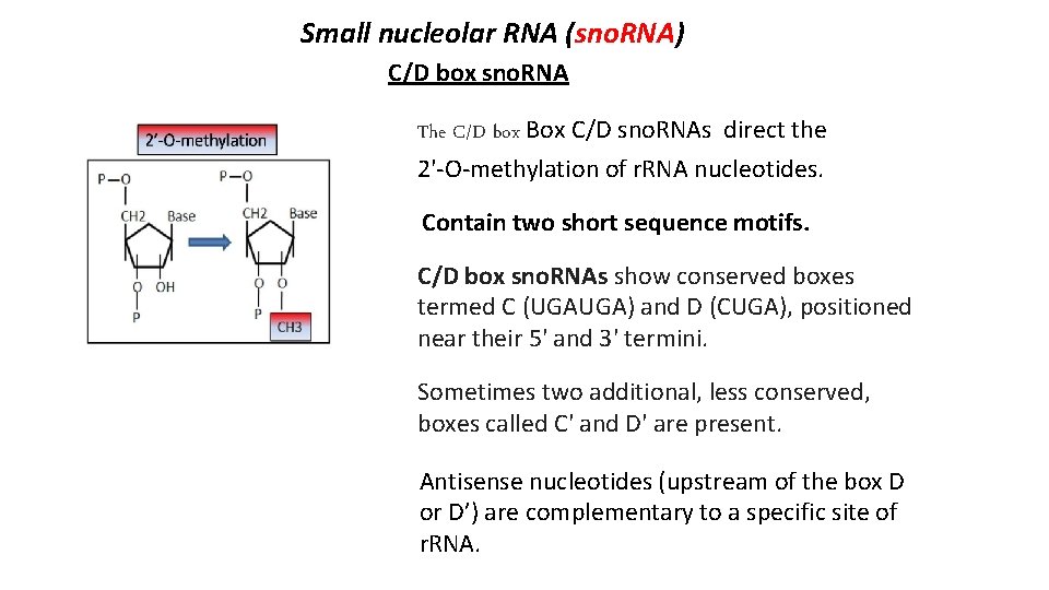 Small nucleolar RNA (sno. RNA) C/D box sno. RNA The C/D box Box C/D