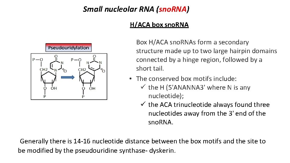 Small nucleolar RNA (sno. RNA) H/ACA box sno. RNA Box H/ACA sno. RNAs form