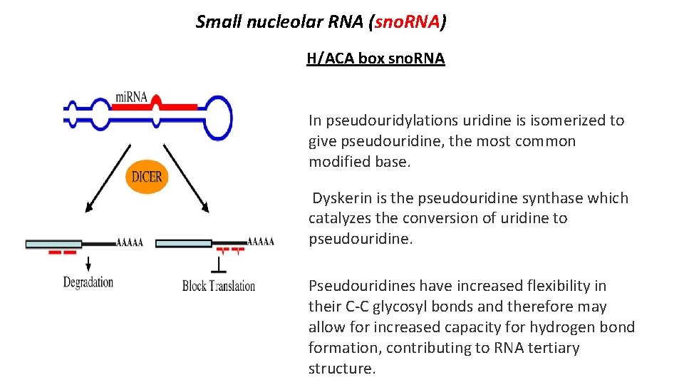 Small nucleolar RNA (sno. RNA) H/ACA box sno. RNA In pseudouridylations uridine is isomerized