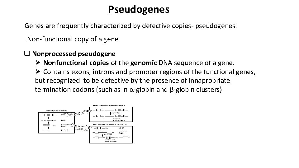 Pseudogenes Genes are frequently characterized by defective copies- pseudogenes. Non-functional copy of a gene