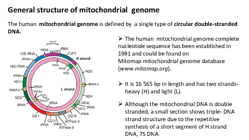 General structure of mitochondrial genome The human mitochondrial genome is defined by a single