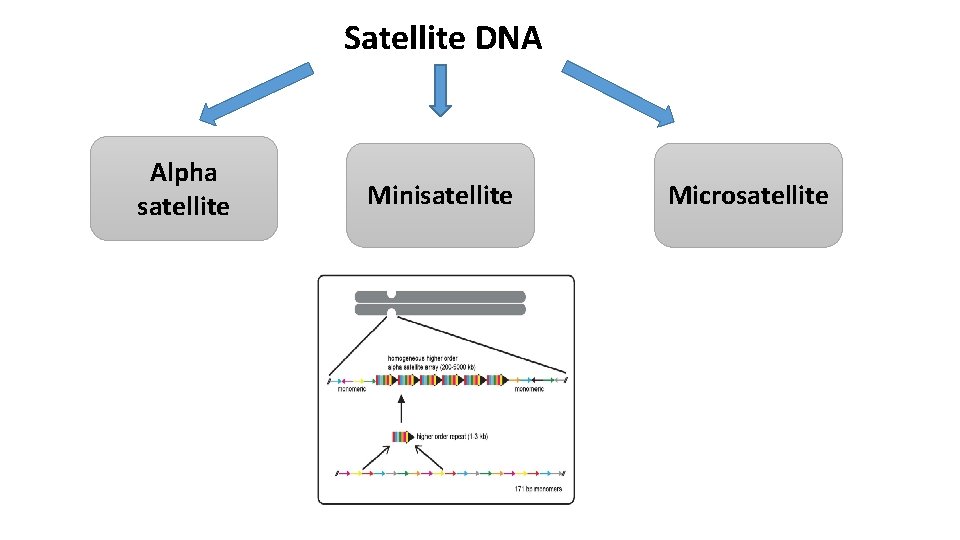 Satellite DNA Alpha satellite Minisatellite Microsatellite 