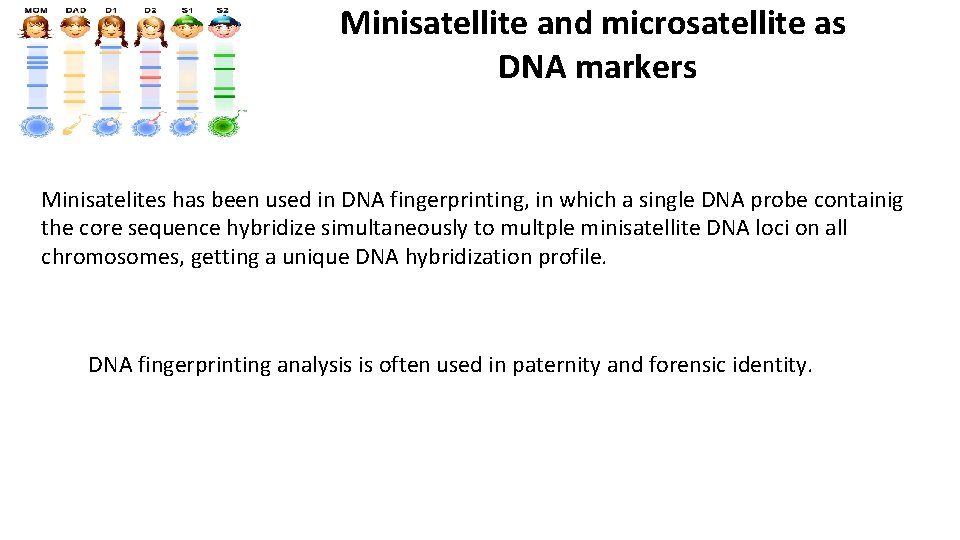 Minisatellite and microsatellite as DNA markers Minisatelites has been used in DNA fingerprinting, in