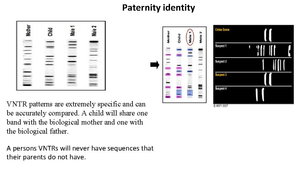 Paternity identity VNTR patterns are extremely specific and can be accurately compared. A child