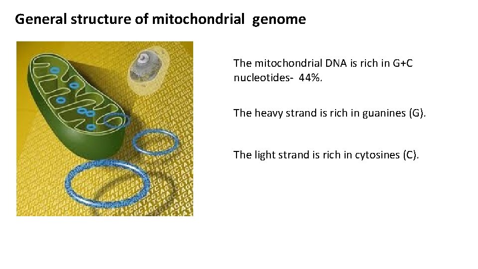 General structure of mitochondrial genome The mitochondrial DNA is rich in G+C nucleotides- 44%.