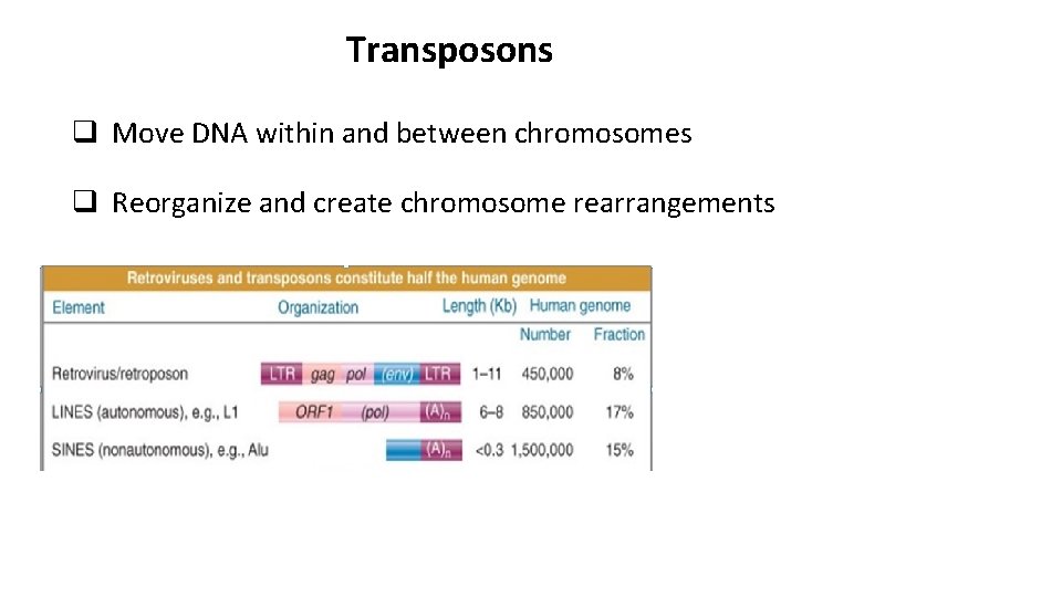 Transposons q Move DNA within and between chromosomes q Reorganize and create chromosome rearrangements