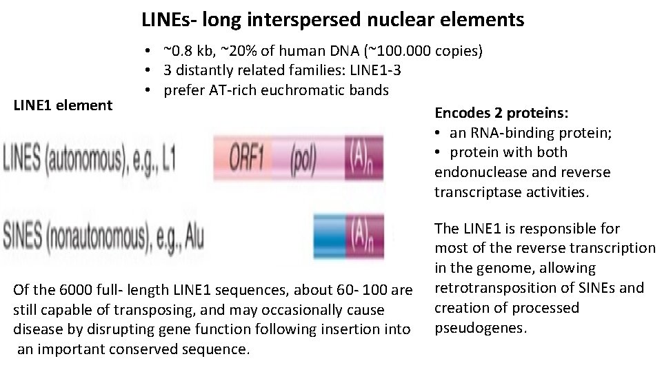 LINEs- long interspersed nuclear elements LINE 1 element • ~0. 8 kb, ~20% of