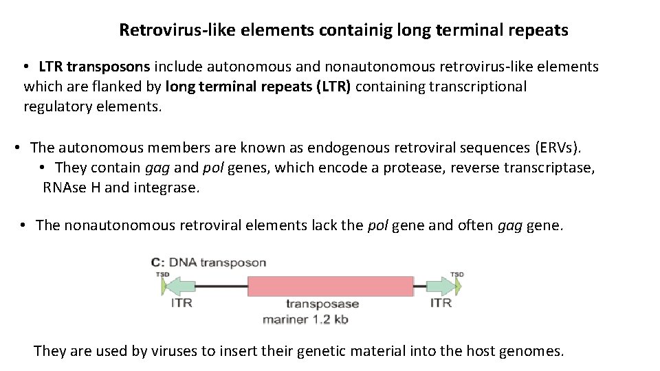 Retrovirus-like elements containig long terminal repeats • LTR transposons include autonomous and nonautonomous retrovirus-like