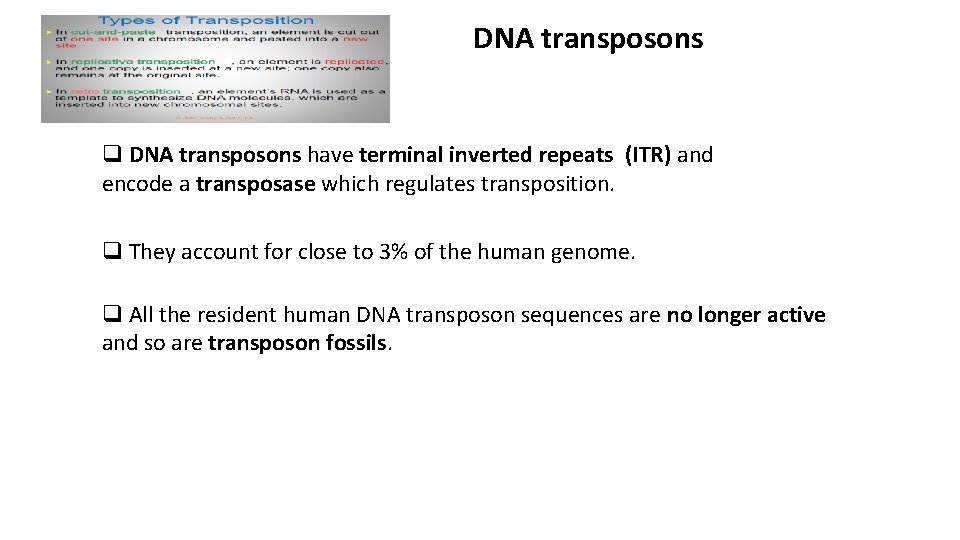 DNA transposons q DNA transposons have terminal inverted repeats (ITR) and encode a transposase