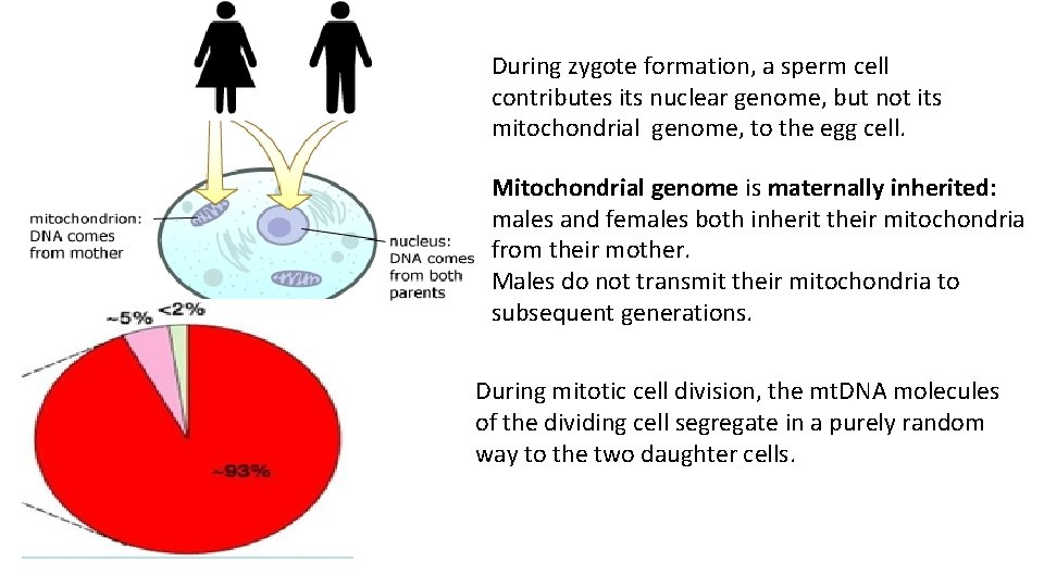 During zygote formation, a sperm cell contributes its nuclear genome, but not its mitochondrial