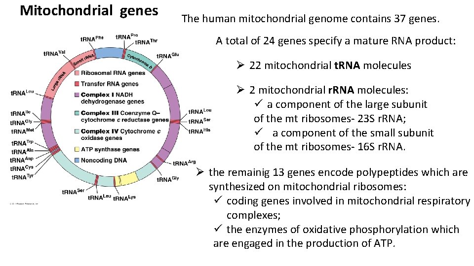 Mitochondrial genes The human mitochondrial genome contains 37 genes. A total of 24 genes