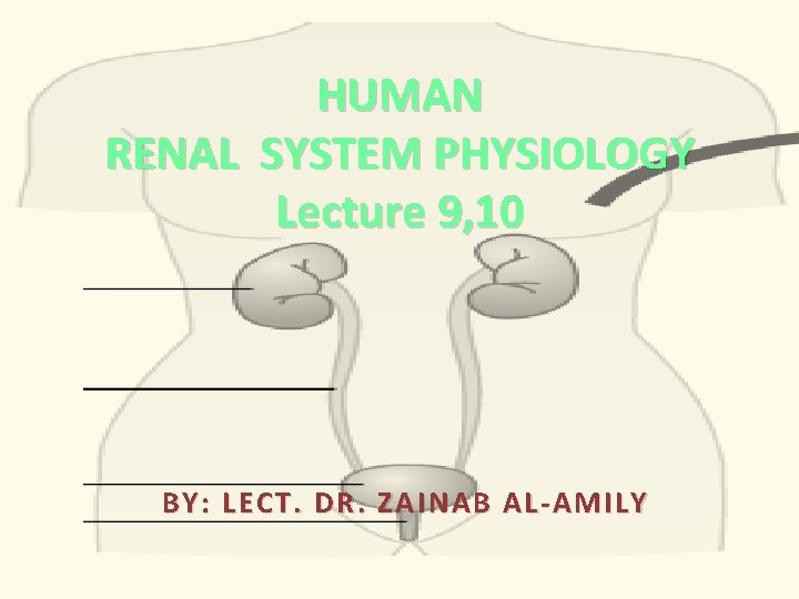 HUMAN RENAL SYSTEM PHYSIOLOGY Lecture 9, 10 BY: LECT. DR. ZAINAB AL-AMILY 