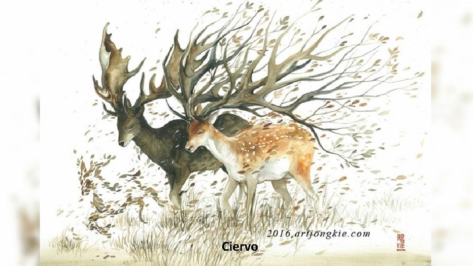 Ciervo 