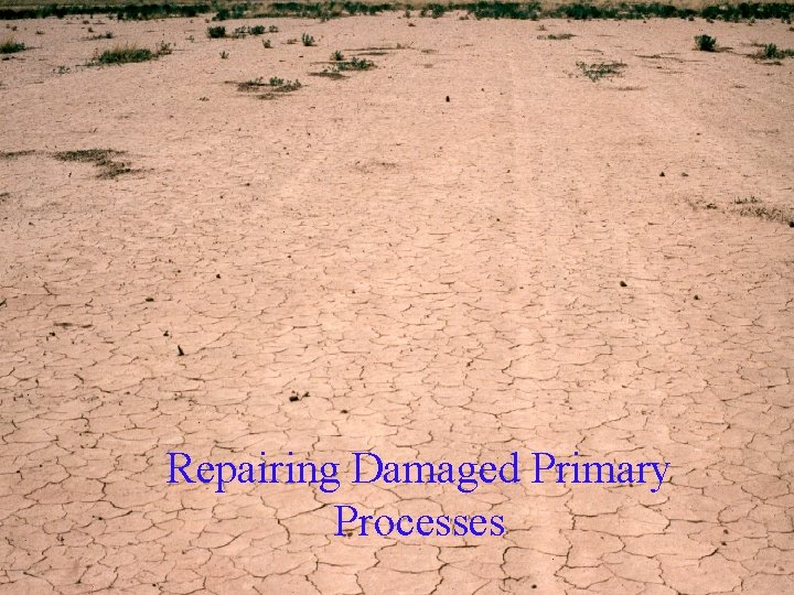 Repairing Damaged Primary Processes 