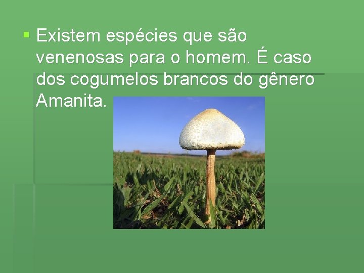 § Existem espécies que são venenosas para o homem. É caso dos cogumelos brancos