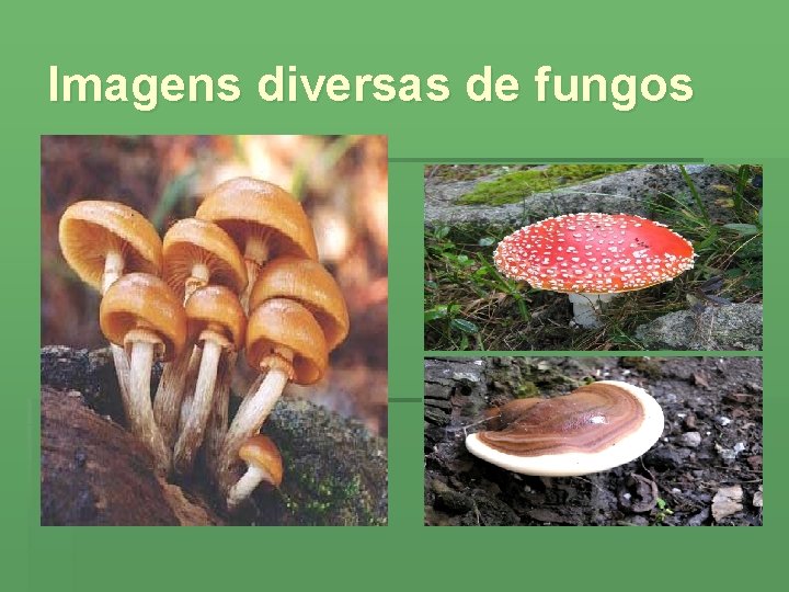 Imagens diversas de fungos 