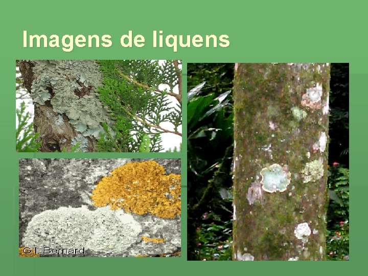 Imagens de liquens 