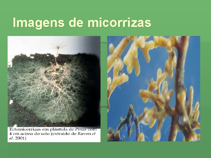 Imagens de micorrizas 