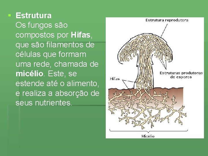 § Estrutura Os fungos são compostos por Hifas, que são filamentos de células que