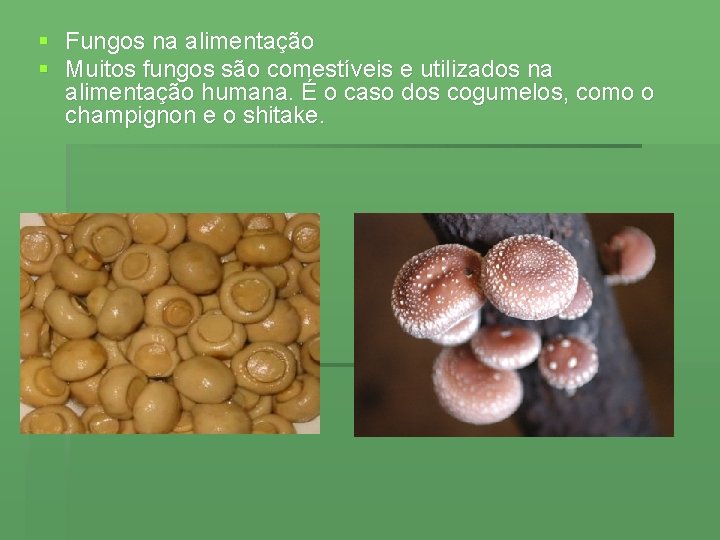 § Fungos na alimentação § Muitos fungos são comestíveis e utilizados na alimentação humana.