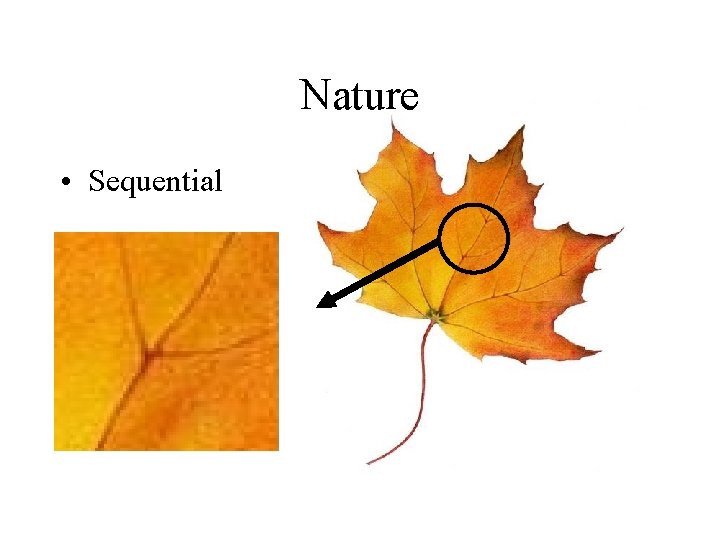 Nature • Sequential 