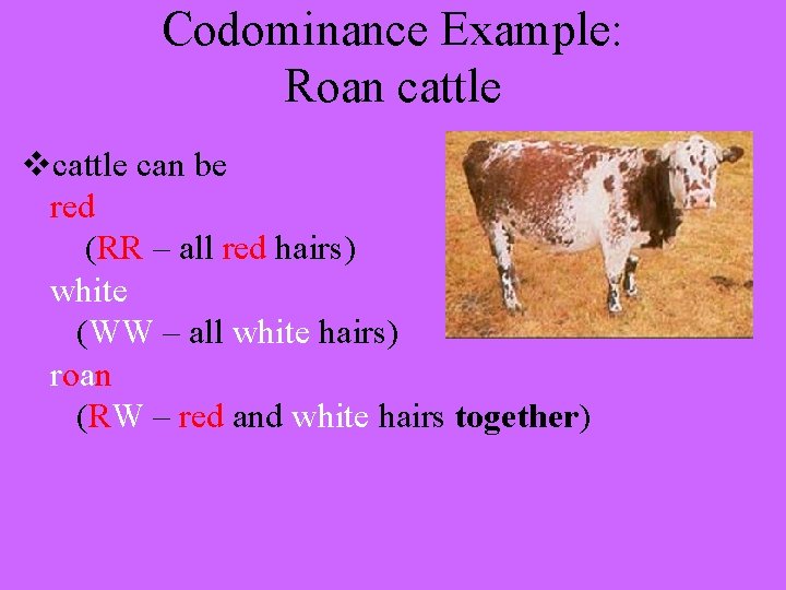 Codominance Example: Roan cattle vcattle can be red (RR – all red hairs) white