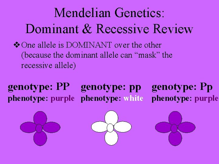 Mendelian Genetics: Dominant & Recessive Review v One allele is DOMINANT over the other