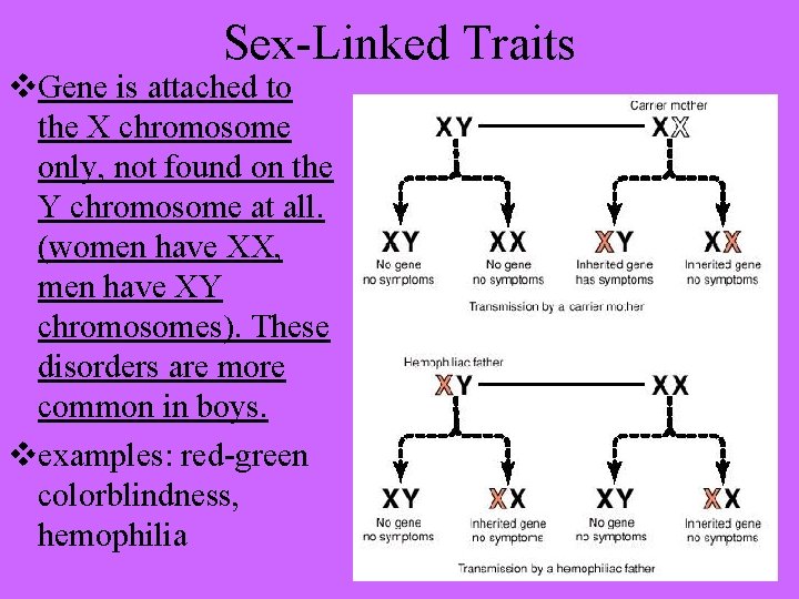 Sex-Linked Traits v. Gene is attached to the X chromosome only, not found on