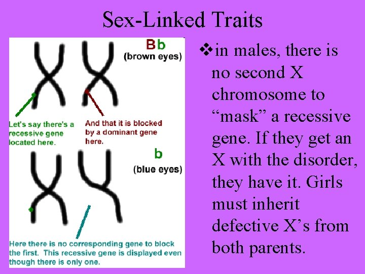 Sex-Linked Traits vin males, there is no second X chromosome to “mask” a recessive
