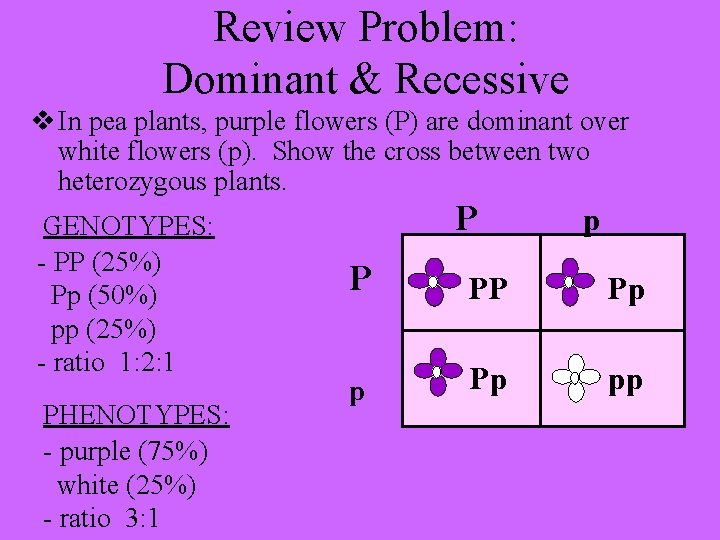 Review Problem: Dominant & Recessive v In pea plants, purple flowers (P) are dominant
