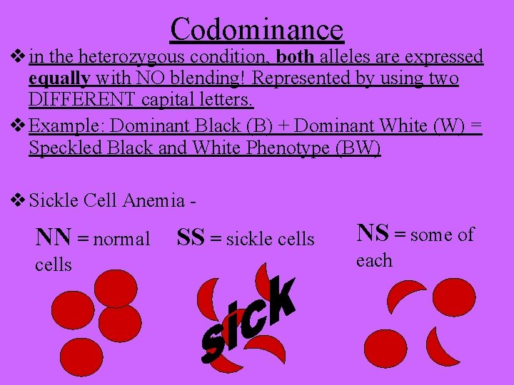 Codominance v in the heterozygous condition, both alleles are expressed equally with NO blending!