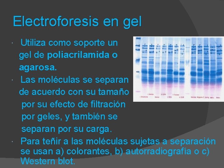 Electroforesis en gel Utiliza como soporte un gel de poliacrilamida o agarosa. Las moléculas