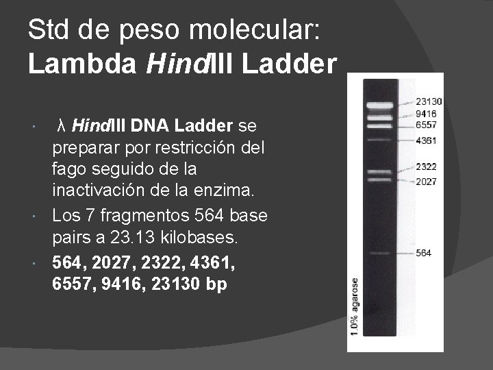 Std de peso molecular: Lambda Hind. III Ladder λ Hind. III DNA Ladder se