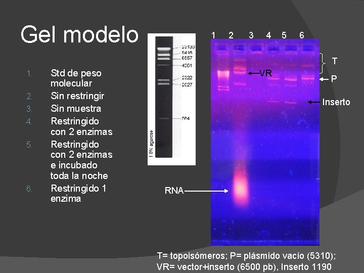 Gel modelo 1 2 3 4 5 6 T 1. 2. 3. 4. 5.