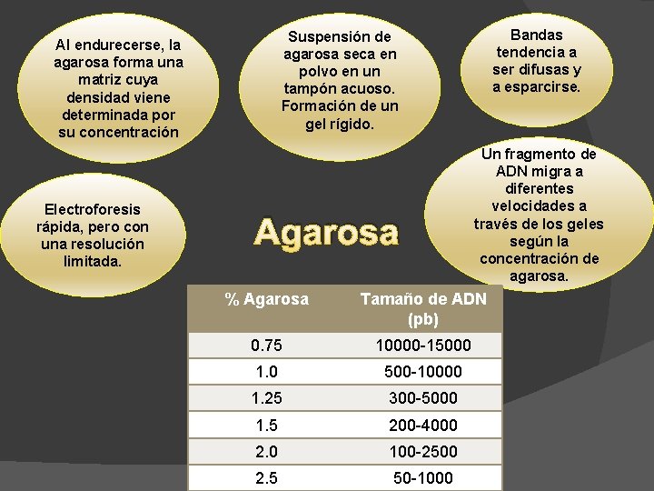 Electroforesis rápida, pero con una resolución limitada. Bandas tendencia a ser difusas y a