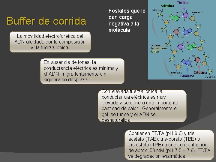 Buffer de corrida Fosfatos que le dan carga negativa a la molécula La movilidad