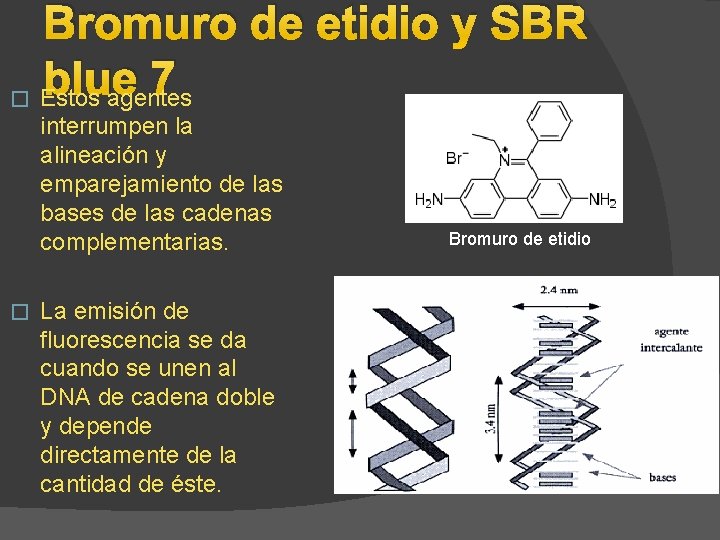 Bromuro de etidio y SBR blue 7 � Estos agentes interrumpen la alineación y