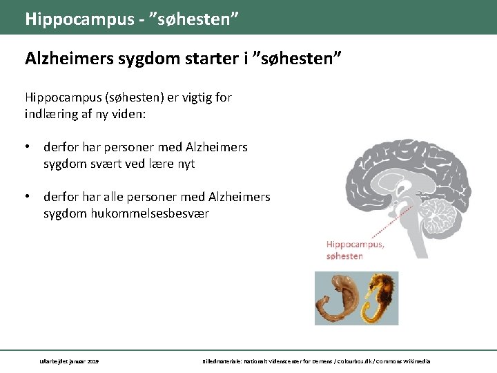 Hippocampus - ”søhesten” Alzheimers sygdom starter i ”søhesten” Hippocampus (søhesten) er vigtig for indlæring