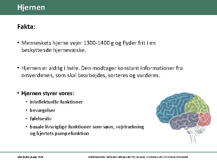 Hjernen Fakta: • Menneskets hjerne vejer 1300 -1400 g og flyder frit i en