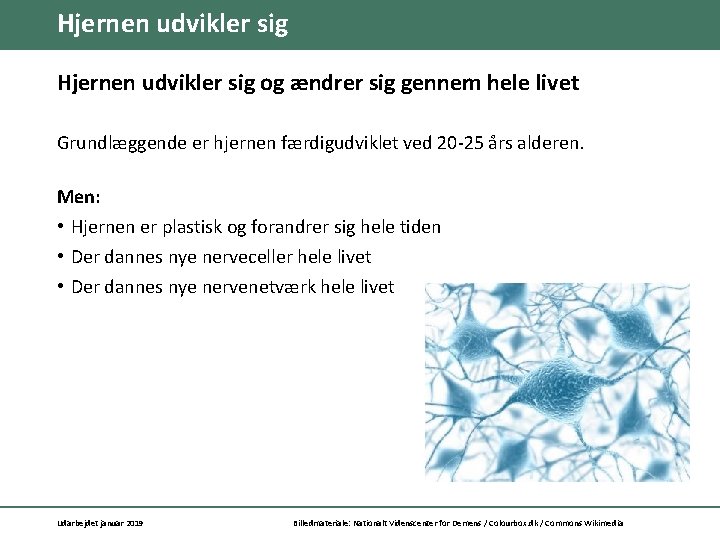 Hjernen udvikler sig og ændrer sig gennem hele livet Grundlæggende er hjernen færdigudviklet ved