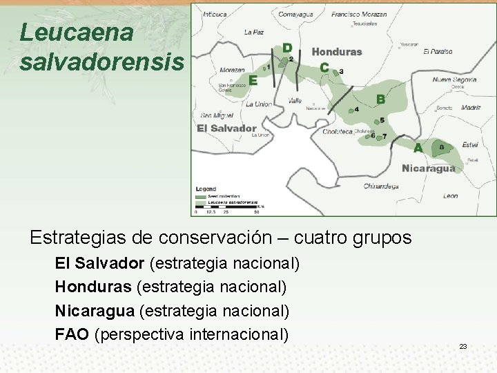 Leucaena salvadorensis Estrategias de conservación – cuatro grupos El Salvador (estrategia nacional) Honduras (estrategia