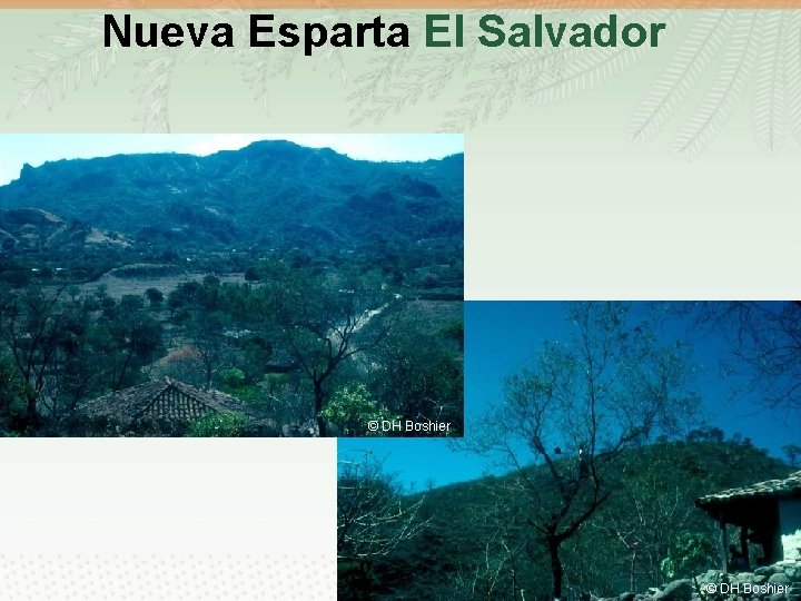 Nueva Esparta El Salvador © DH Boshier 3 © DH Boshier 