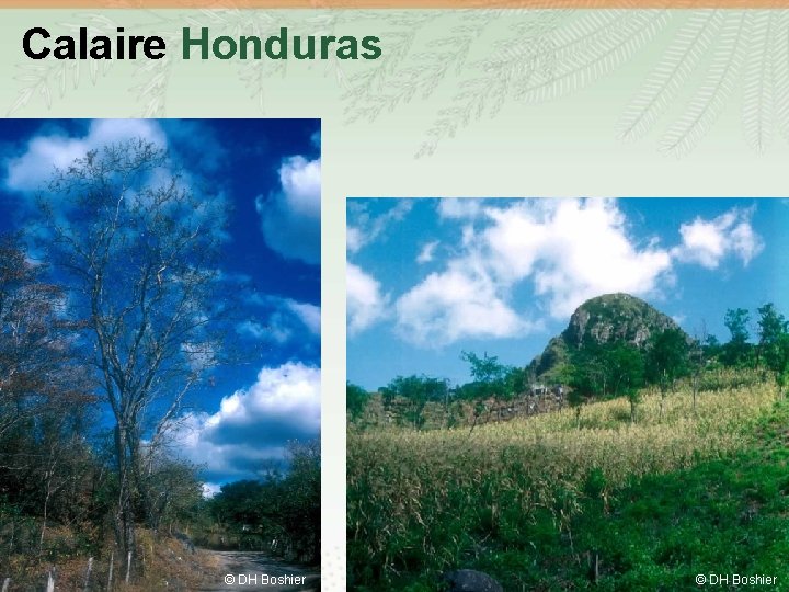 Calaire Honduras 4 © DH Boshier 